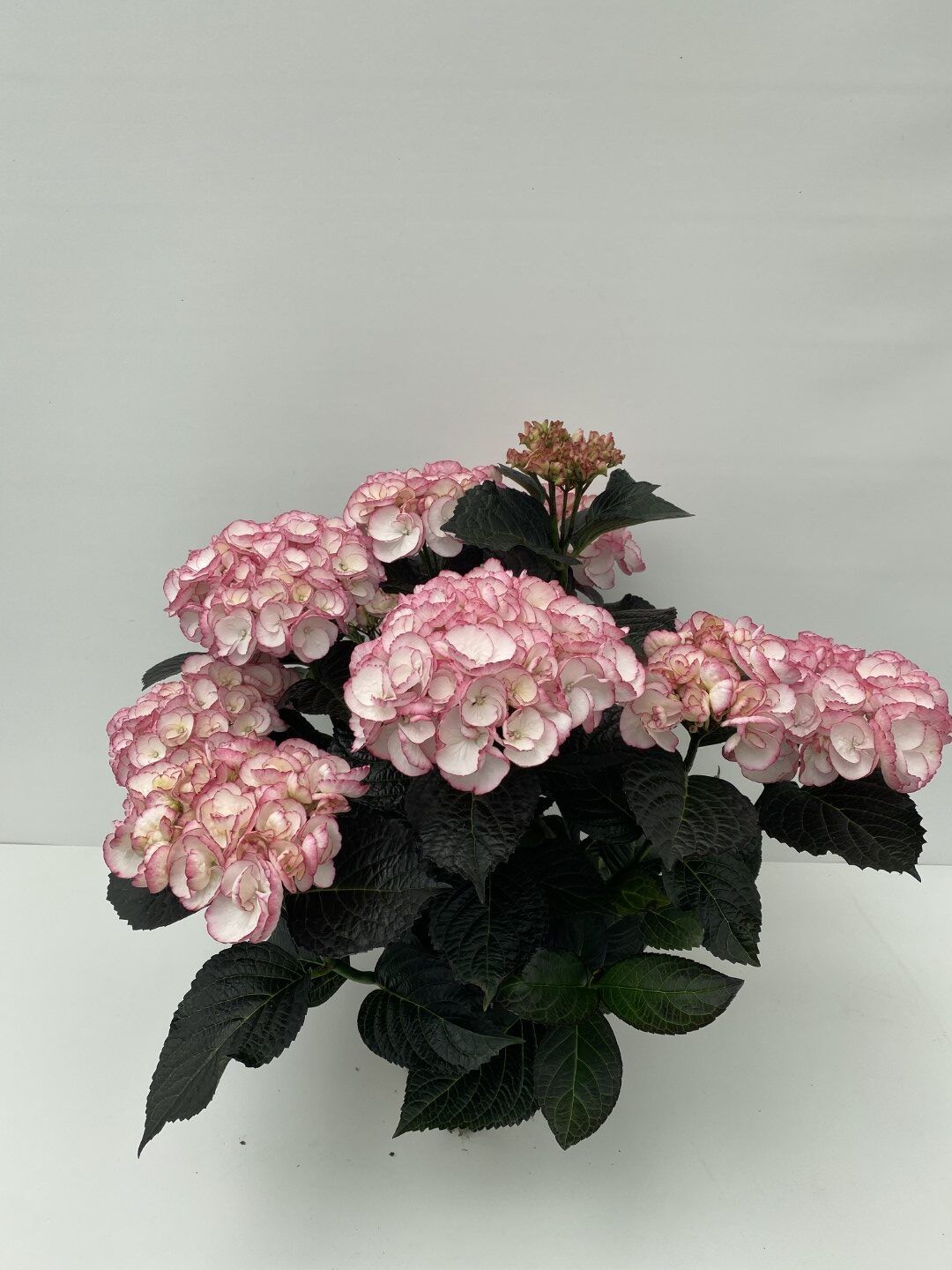 Гортензия крупнолистная Блэк Диамонд Миднайт Перл купить в Москве по ...